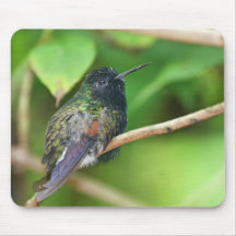 Hummingbird in Jungle Photo Mousepads