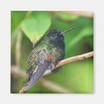 Hummingbird in Jungle Photo Refrigerator Magnets