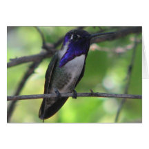 Hummingbird in purple greeting card