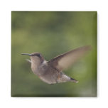 hummingbird magnets