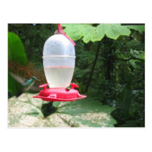 Hummingbird - Monteverde, Costa Rica Postcard