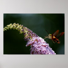 HummingBird Moth 12x8 Poster
