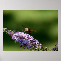 Hummingbird Moth 24 x 18 Poster