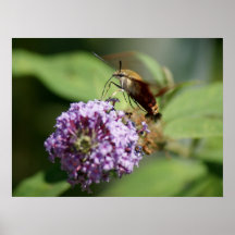 Hummingbird Moth 24 x 18 Poster
