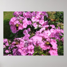 Hummingbird Moth Melange ~ print