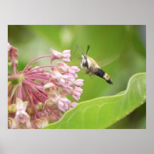 Hummingbird Moth on Milkweed Flowers Print