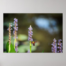 Hummingbird Moth on Pickerel-weed Posters