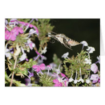 Hummingbird Moth & Phlox Greeting Cards