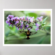Hummingbird Moth Photography Print