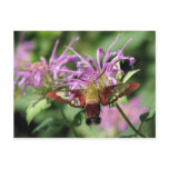 Hummingbird Moth Postcard