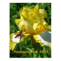 HUMMINGBIRD MOTH POSTCARD