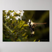 Hummingbird Moth Poster