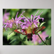Hummingbird Moth Posters