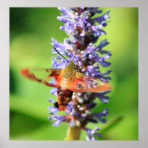 Hummingbird Moth Posters