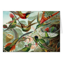 Hummingbird Note Card