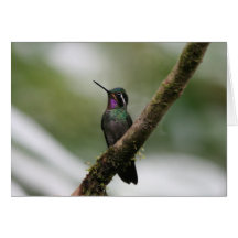 Hummingbird Notecard 2