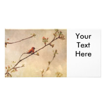 Hummingbird on Flowering Cherry Tree Photo Card Template