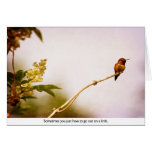 Hummingbird Out on a Limb cards