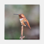 Hummingbird Photo Refrigerator Magnets