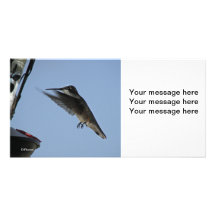 Hummingbird Photocard Picture Card