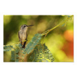 Hummingbird Photo Art