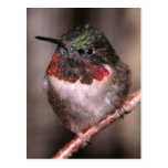 Hummingbird Post Card