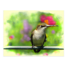Hummingbird Post Cards