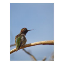 Hummingbird Post Cards