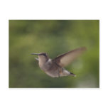 hummingbird postcards