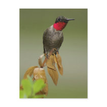 Hummingbird Postcards
