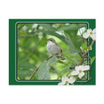 Hummingbird Postcard
