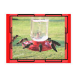 Hummingbird Postcard