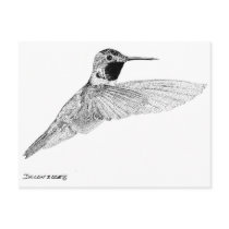 Hummingbird Post Card
