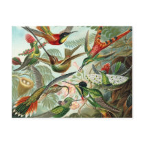 Hummingbird Postcard