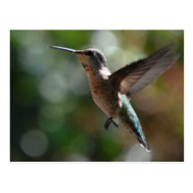 Hummingbird, postcard