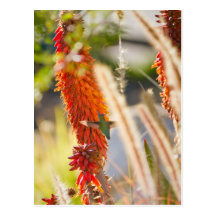 Hummingbird Postcards