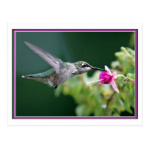 Hummingbird Postcards