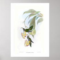 Hummingbird Poster
