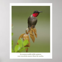 Hummingbird Posters
