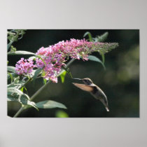 hummingbird poster