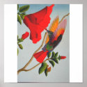 Hummingbird posters