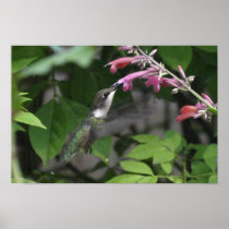 hummingbird poster 3
