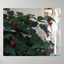 Hummingbird Print