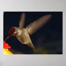 Hummingbird ~Print~