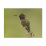 Hummingbird profile Postcard