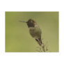 Hummingbird profile Postcard