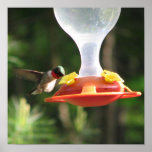 Hummingbird Sipping