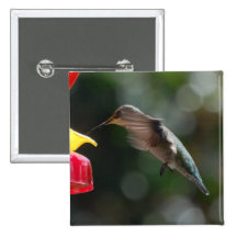 Hummingbird, square button
