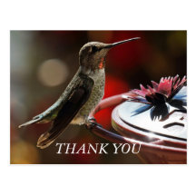 Hummingbird Thank You Card Postcard