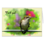 Hummingbird Thank You Greeting Cards